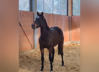 Caballo de deporte irlandés, Caballo castrado, 5 años, 168 cm, Castaño