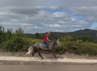 Caballo de deporte irlandés, Caballo castrado, 5 años, 168 cm, Tordo rodado