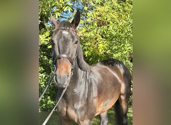 Caballo de deporte irlandés, Caballo castrado, 5 años, 170 cm, Castaño