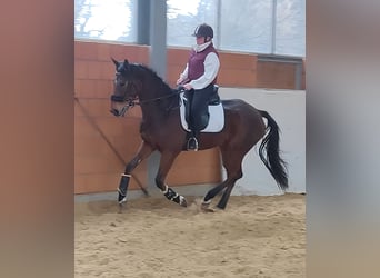 Caballo de deporte irlandés, Caballo castrado, 5 años, 170 cm, Castaño