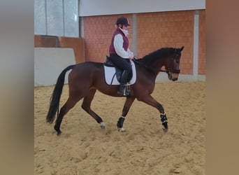 Caballo de deporte irlandés, Caballo castrado, 5 años, 170 cm, Castaño