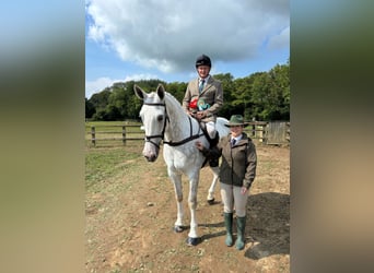 Caballo de deporte irlandés, Caballo castrado, 5 años, 170 cm, Tordo