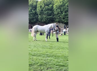 Caballo de deporte irlandés, Caballo castrado, 5 años, 170 cm, Tordo