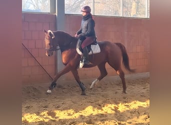 Caballo de deporte irlandés, Caballo castrado, 5 años, 172 cm, Alazán