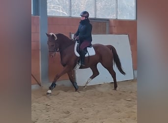 Caballo de deporte irlandés, Caballo castrado, 5 años, 172 cm, Alazán