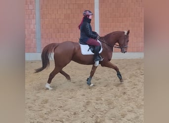 Caballo de deporte irlandés, Caballo castrado, 5 años, 172 cm, Alazán