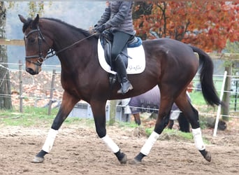 Caballo de deporte irlandés, Caballo castrado, 5 años, 172 cm, Morcillo