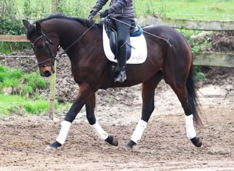 Caballo de deporte irlandés, Caballo castrado, 5 años, 172 cm, Morcillo