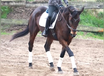 Caballo de deporte irlandés, Caballo castrado, 5 años, 172 cm, Morcillo