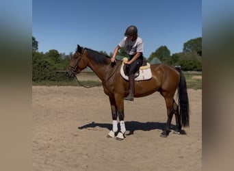 Caballo de deporte irlandés, Caballo castrado, 5 años, 174 cm, Castaño