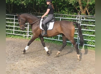 Caballo de deporte irlandés, Caballo castrado, 5 años, 180 cm, Castaño