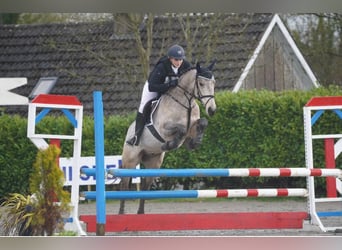 Caballo de deporte irlandés Mestizo, Caballo castrado, 6 años, 148 cm, Bayo