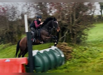 Caballo de deporte irlandés, Caballo castrado, 6 años, 148 cm, Castaño rojizo