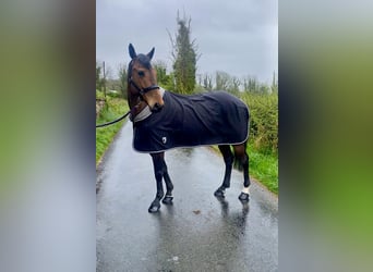 Caballo de deporte irlandés, Caballo castrado, 6 años, 148 cm, Castaño