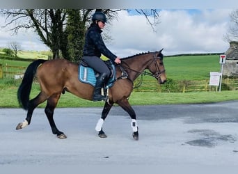 Caballo de deporte irlandés, Caballo castrado, 6 años, 148 cm, Castaño