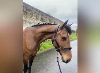 Caballo de deporte irlandés, Caballo castrado, 6 años, 148 cm, Castaño