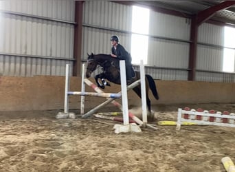 Caballo de deporte irlandés, Caballo castrado, 6 años, 148 cm, Castaño
