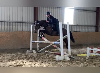 Caballo de deporte irlandés, Caballo castrado, 6 años, 148 cm, Castaño