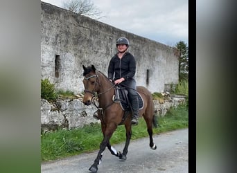 Caballo de deporte irlandés, Caballo castrado, 6 años, 148 cm, Castaño