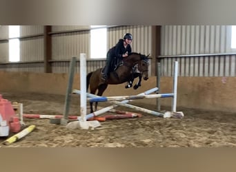 Caballo de deporte irlandés, Caballo castrado, 6 años, 148 cm, Castaño