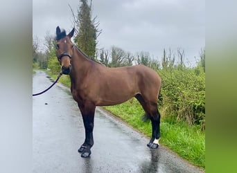 Caballo de deporte irlandés, Caballo castrado, 6 años, 148 cm, Castaño