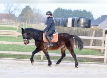 Caballo de deporte irlandés, Caballo castrado, 6 años, 151 cm, Castaño oscuro