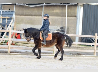 Caballo de deporte irlandés, Caballo castrado, 6 años, 151 cm, Castaño oscuro