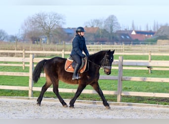 Caballo de deporte irlandés, Caballo castrado, 6 años, 151 cm, Castaño oscuro