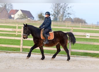 Caballo de deporte irlandés, Caballo castrado, 6 años, 151 cm, Castaño oscuro