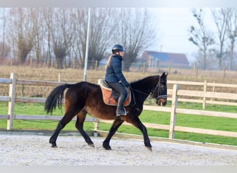 Caballo de deporte irlandés, Caballo castrado, 6 años, 151 cm, Castaño oscuro