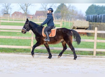 Caballo de deporte irlandés, Caballo castrado, 6 años, 151 cm, Castaño oscuro