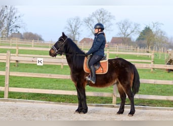 Caballo de deporte irlandés, Caballo castrado, 6 años, 151 cm, Castaño oscuro