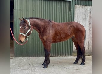 Caballo de deporte irlandés, Caballo castrado, 6 años, 153 cm, Castaño rojizo