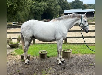 Caballo de deporte irlandés, Caballo castrado, 6 años, 155 cm, Tordo