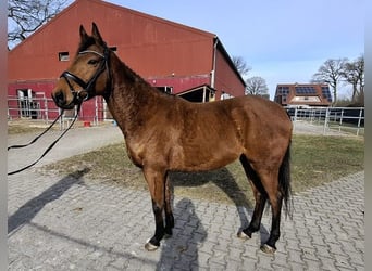 Caballo de deporte irlandés, Caballo castrado, 6 años, 160 cm, Castaño