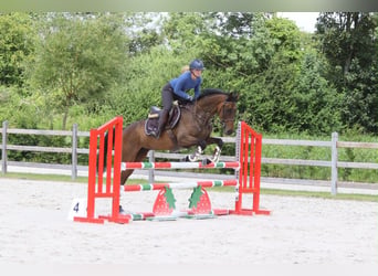 Caballo de deporte irlandés, Caballo castrado, 6 años, 160 cm, Castaño