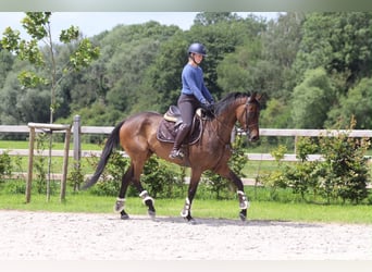 Caballo de deporte irlandés, Caballo castrado, 6 años, 160 cm, Castaño