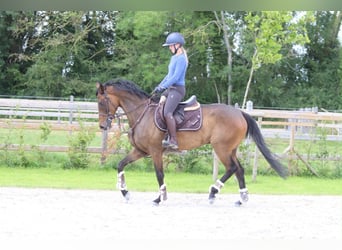 Caballo de deporte irlandés, Caballo castrado, 6 años, 160 cm, Castaño