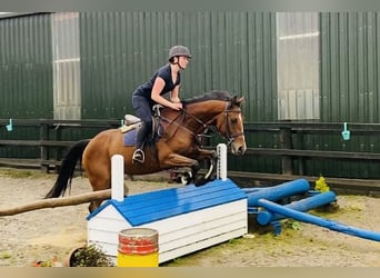 Caballo de deporte irlandés, Caballo castrado, 6 años, 160 cm, Castaño claro
