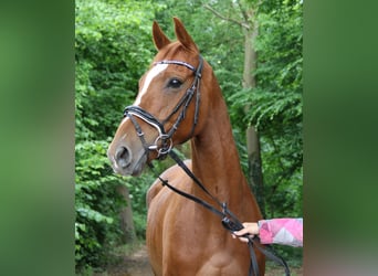 Caballo de deporte irlandés, Caballo castrado, 6 años, 162 cm, Alazán
