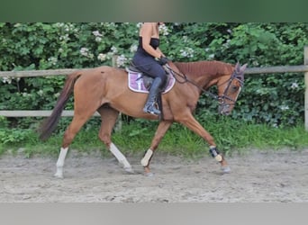 Caballo de deporte irlandés, Caballo castrado, 6 años, 162 cm, Alazán