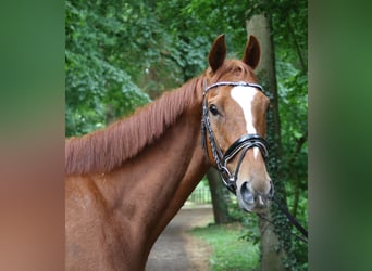 Caballo de deporte irlandés, Caballo castrado, 6 años, 162 cm, Alazán
