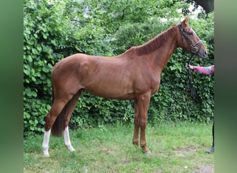 Caballo de deporte irlandés, Caballo castrado, 6 años, 162 cm, Alazán