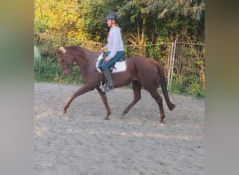 Caballo de deporte irlandés, Caballo castrado, 6 años, 162 cm, Alazán-tostado