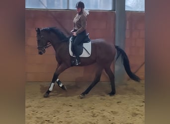 Caballo de deporte irlandés, Caballo castrado, 6 años, 162 cm, Castaño