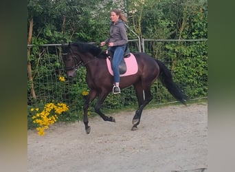 Caballo de deporte irlandés, Caballo castrado, 6 años, 162 cm, Morcillo