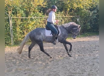 Caballo de deporte irlandés, Caballo castrado, 6 años, 162 cm, Tordillo negro