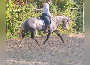 Caballo de deporte irlandés, Caballo castrado, 6 años, 162 cm, Tordillo negro