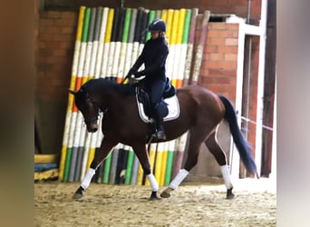 Caballo de deporte irlandés Mestizo, Caballo castrado, 6 años, 164 cm, Castaño