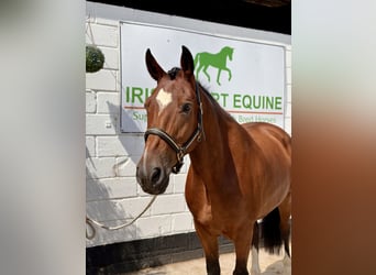 Caballo de deporte irlandés, Caballo castrado, 6 años, 164 cm, Castaño rojizo